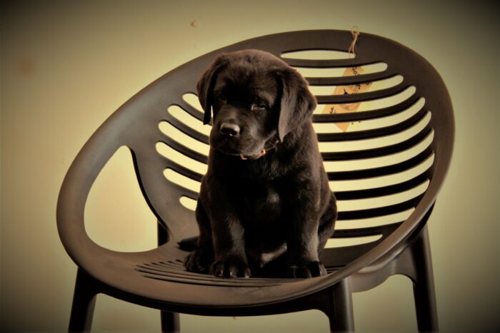 Round Yeti Chair - Image 4
